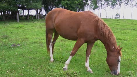 un caballo en campo abierto comiendo hierba durante el verano en brasil
