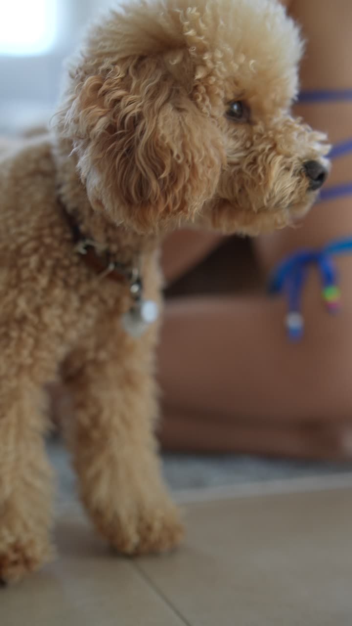 el caniche dorado esponjoso