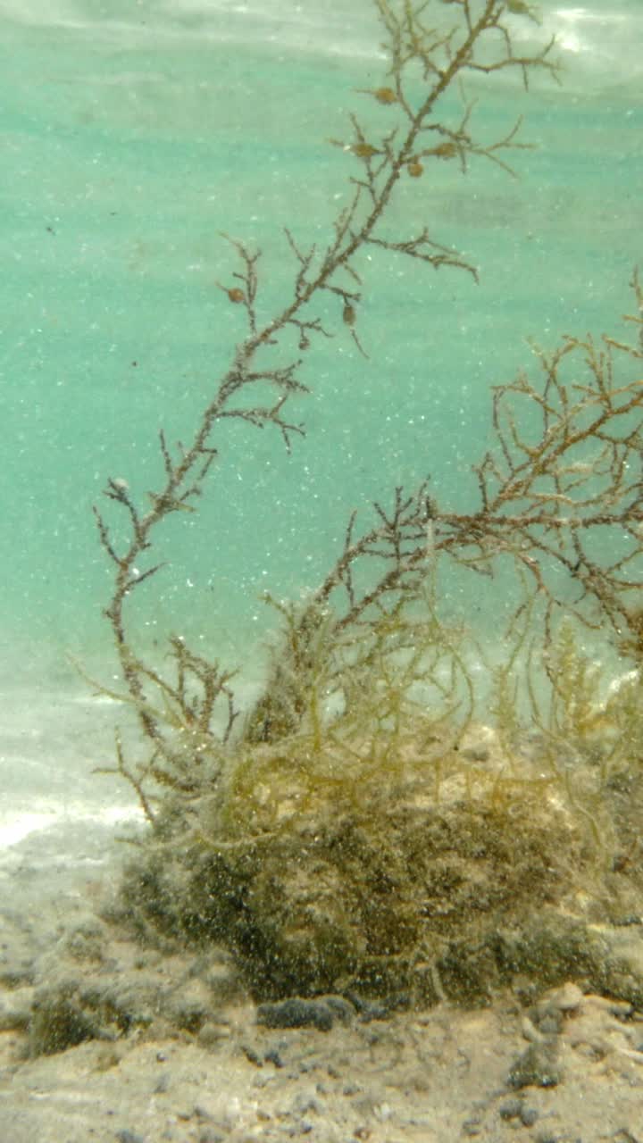 Underwater Seaweed Scene