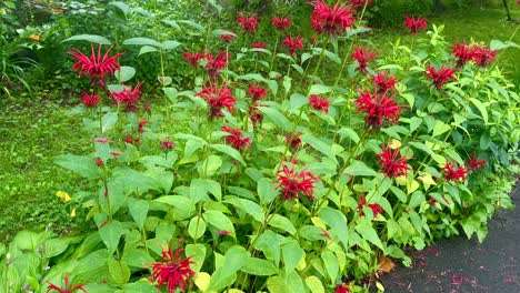 red and yellow flowers in community garden by sidewalk