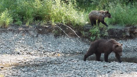 mamá oso grizzly camina sobre la orilla rocosa mientras