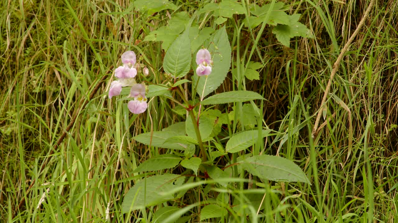 mediano disparo de impatiens balsamina balfourii en el valle de garw, afan, cynonville