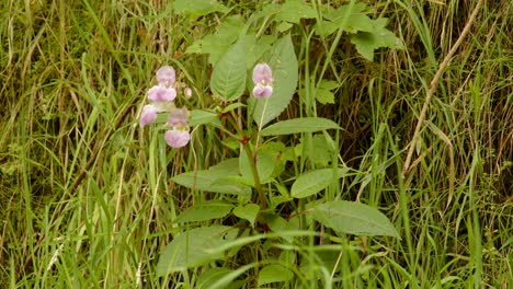 mediano disparo de impatiens balsamina balfourii en el valle de garw, afan, cynonville