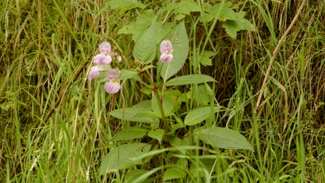 mid shot of impatiens balsamina balfourii at garw valley, afan, cynonville