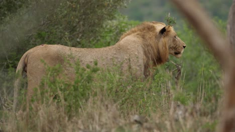 Un-Gran-León-Macho-Se-Mueve-En-Silencio-Mientras-Mira-Hacia-Adelante