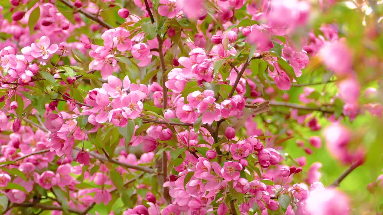 Philadelphia Vireo Warbler perched on a branch of vibrant pink blossoms in a lush spring setting, picking on flowers, then flying away