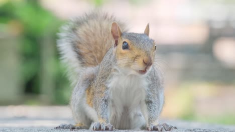 a curious squirrel sits on concrete, gazing at the camera with charm. it moves to the ground, observing its surroundings, highlighting its playful nature