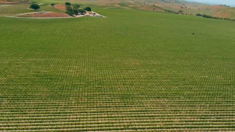 Aerial-view-of-vineyards-with-textures-and-patterns