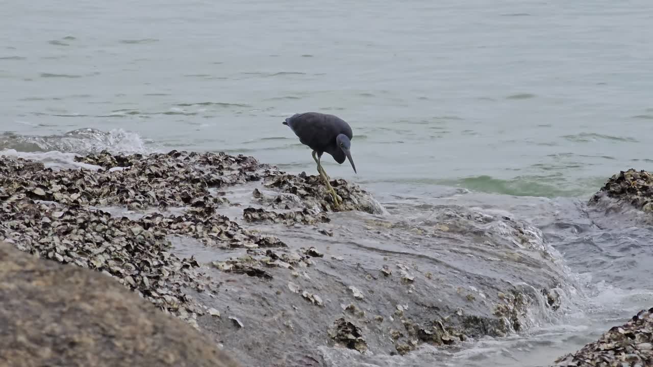 태평양 산호초 헤론 먹이, 바 ⁇ 물에서 작은 물고기를 잡고, 새 걸어 바위는  ⁇ 데기 그룹으로  ⁇ 여 바다 물 조류 수영장을보고