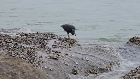 Pazifischer-Riffreiher-Füttert-Sich,-Fängt-Kleine-Fische-Im-Meerwasser,-Vögel-Laufen-Auf-Mit-Muschelgruppen-Bedeckten-Felsen-Und-Blicken-Auf-Das-Gezeitenbecken-Im-Meerwasser