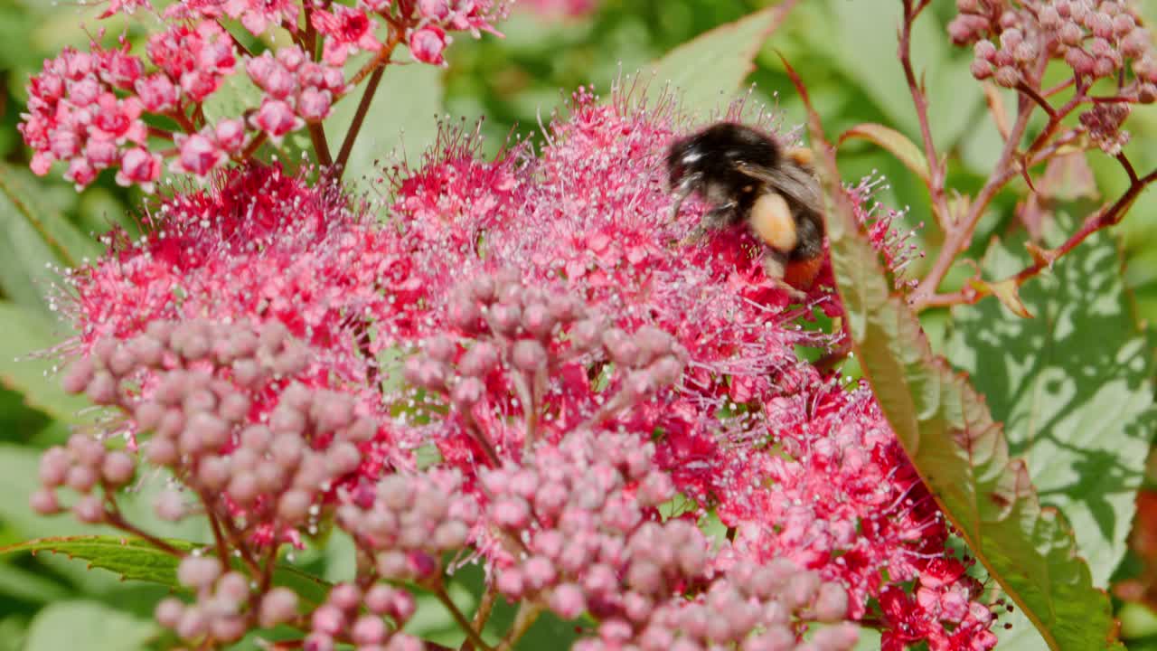abeja ocupada polinizando flores en un jardín del reino unido