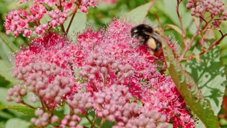 Fleißige-Biene-Bestäubt-Blumen-In-Einem-Britischen-Garten