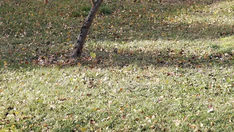 pequeñas hojas se mueven a través del césped verde con sombra de árbol delgado