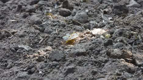 ants or carrying food - leaf