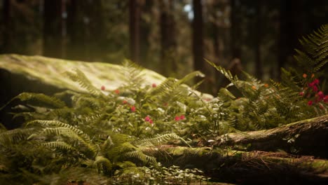 early morning sunlight in the sequoias of mariposa grove