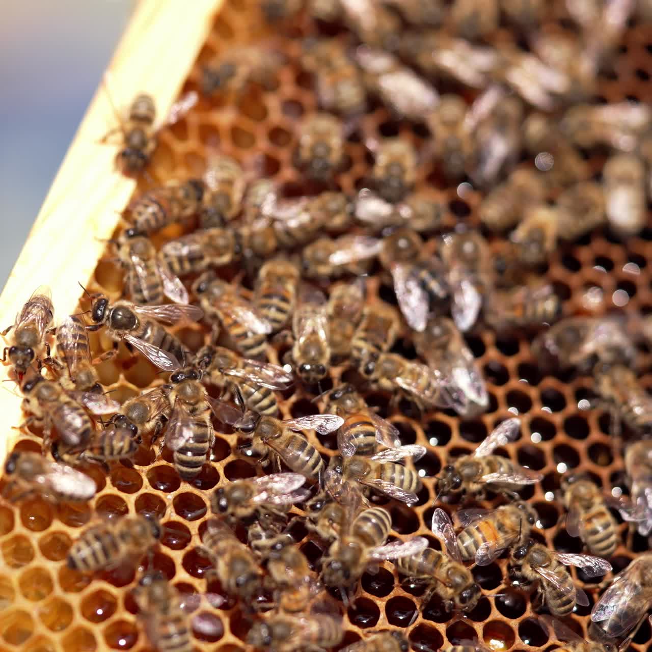 Bees making honey on cells. Busy honey insects crawling on honeycombs full of natural honey. Frame with bees in beekeeper's hands. Close-up