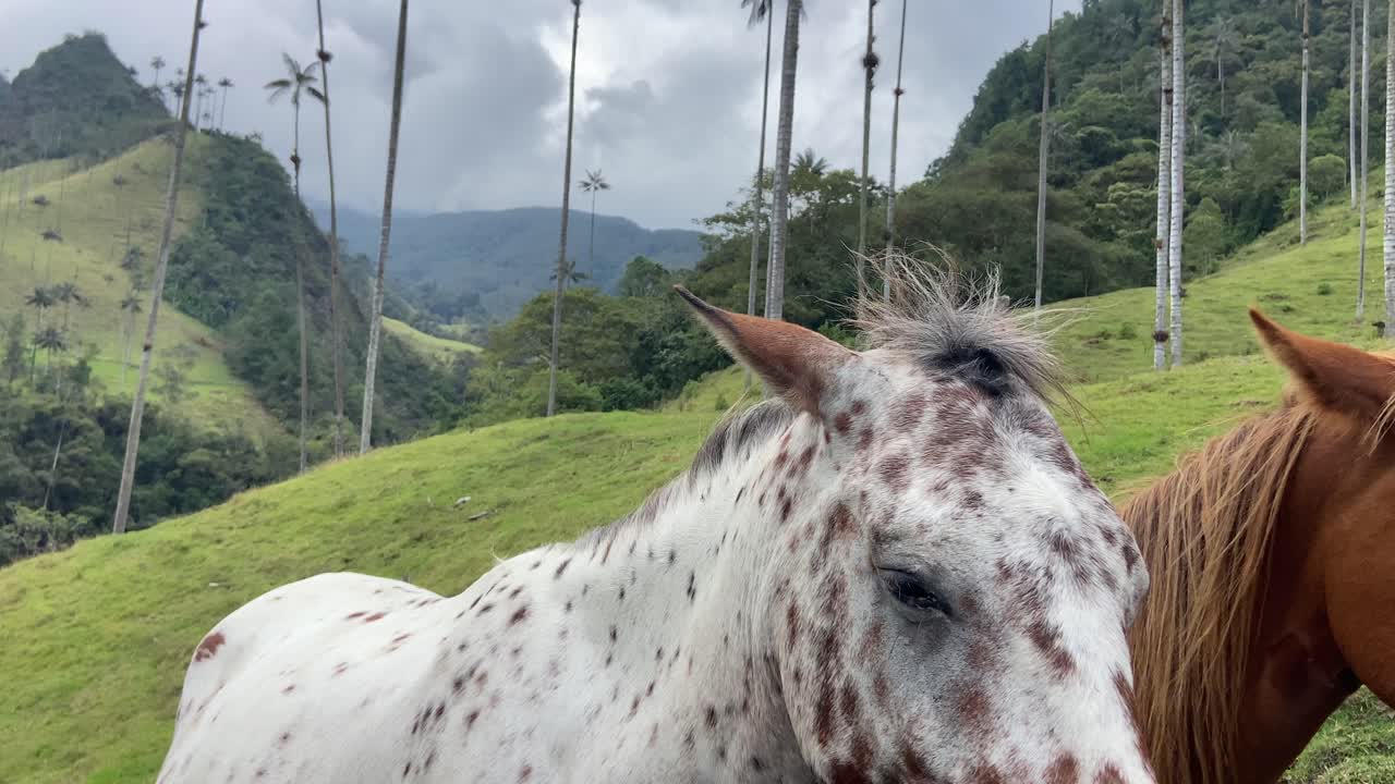 cerca de dos lindos caballos indios de pie en el camino de senderismo del valle de cocora