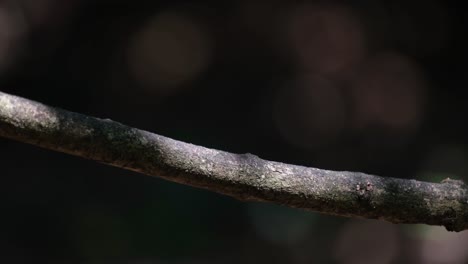 Dragonfly-perched-on-a-branch-flew-down-on-the-right-side-of-the-frame