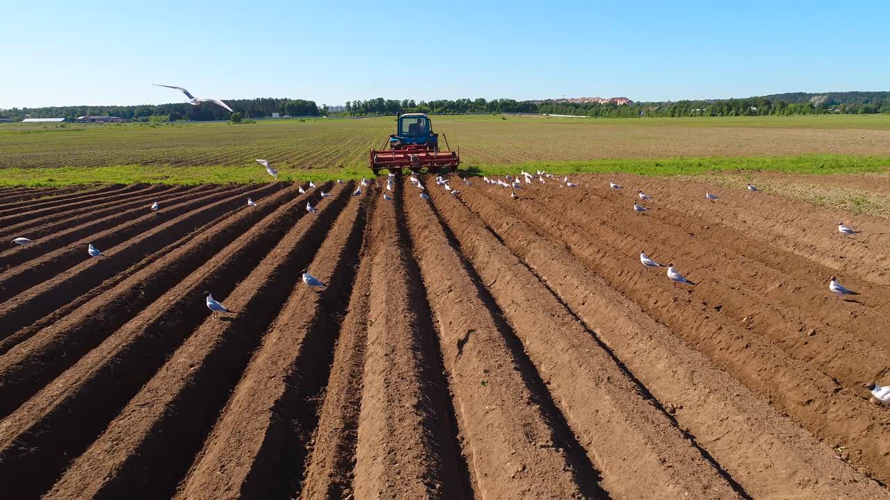 los pájaros hambrientos están volando detrás del tractor, y comen grano de la tierra cultivable.