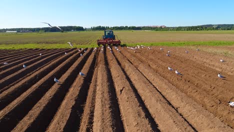 agricultural work on a tractor farmer sows grain. hungry birds are flying behind the tractor, and eat grain from the arable land.