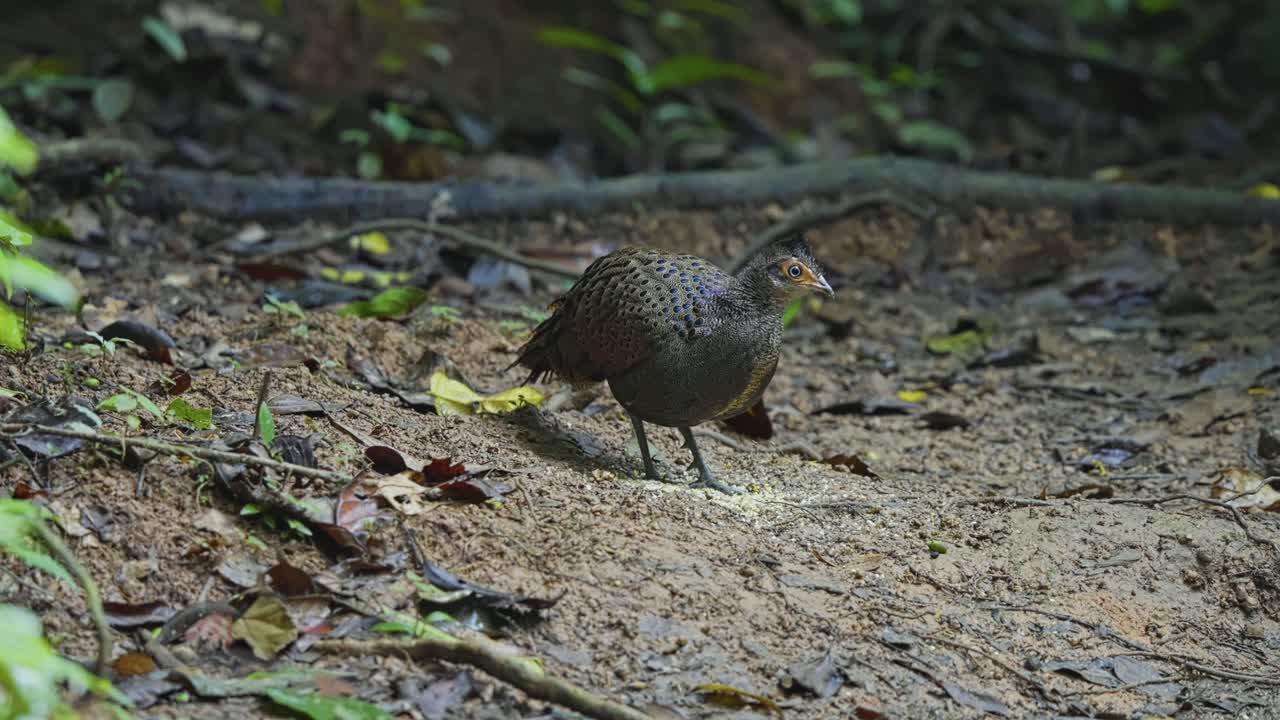 Portrait Of A Young Malayan Peacock-pheasant Pecking On Forest Ground In Malaysia. Close-up Shot