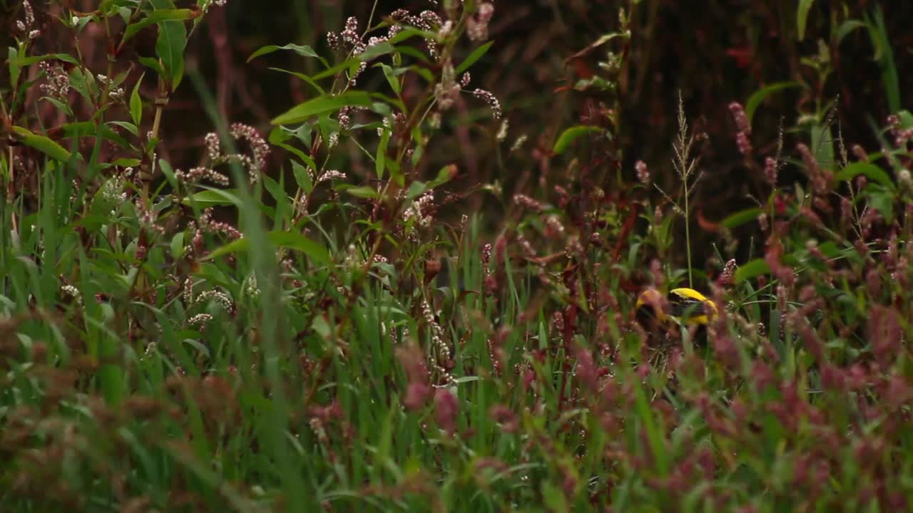 A yellow-crowned bishop jumping around between branches