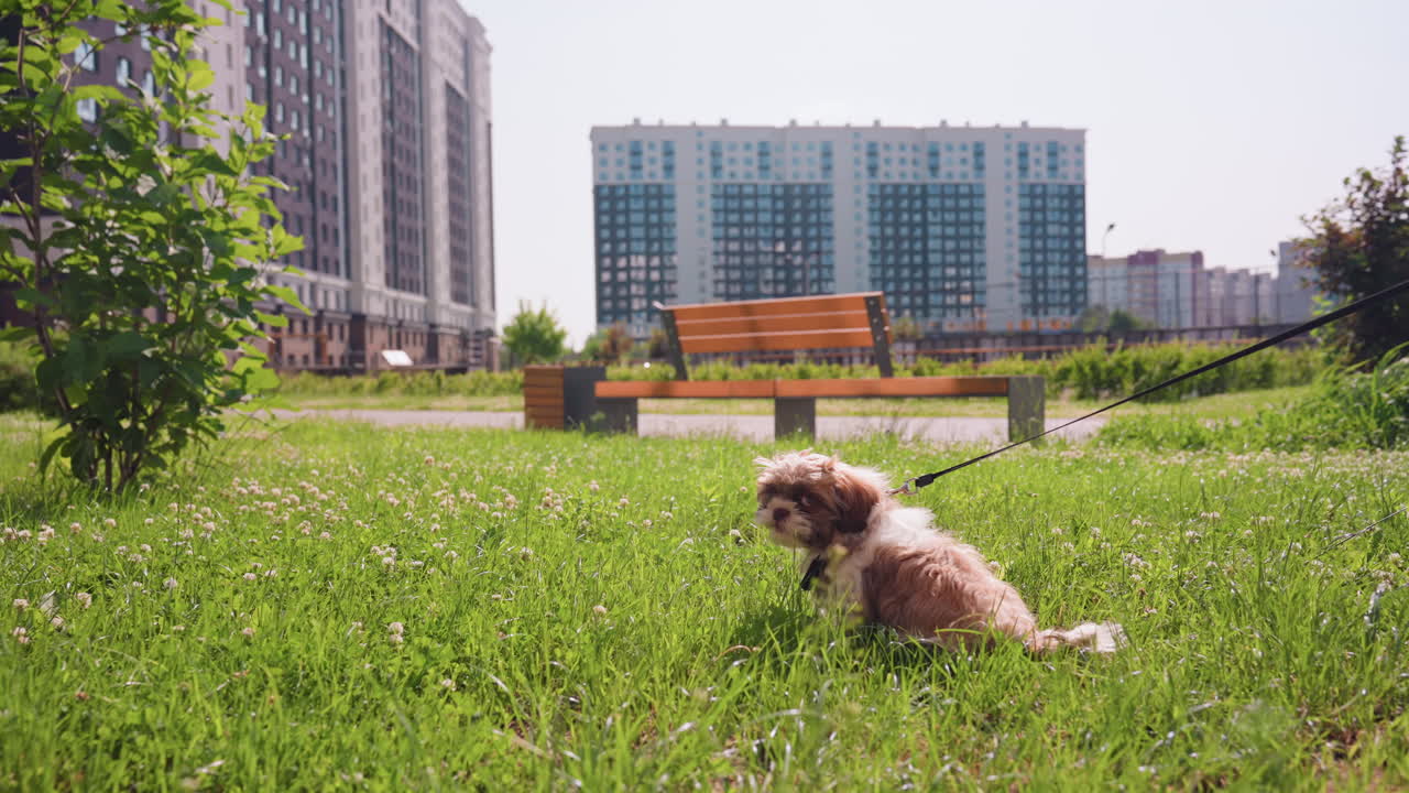Small Dog Resting On Sunny Lawn Near Bench, Urban Park With Distant Highrises, Bright Midday Light On Green Clover, Leash Trailing From Collar, Calm Relaxed Posture, Soft Fur Glowing, Tranquil