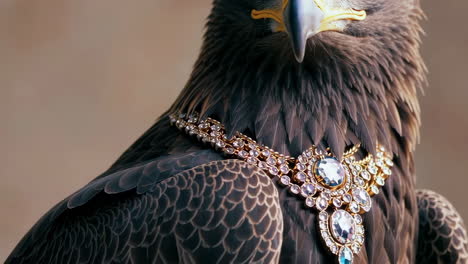eagle with a diamond necklace