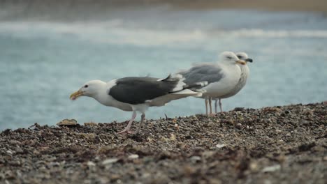 gaviotas comiendo cangrejos sobrantes en una playa con olas de fondo