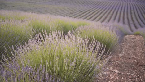 interminables flores de campo de lavanda meciéndose en el viento en cuenca, españa, durante la hermosa puesta de sol con luz suave