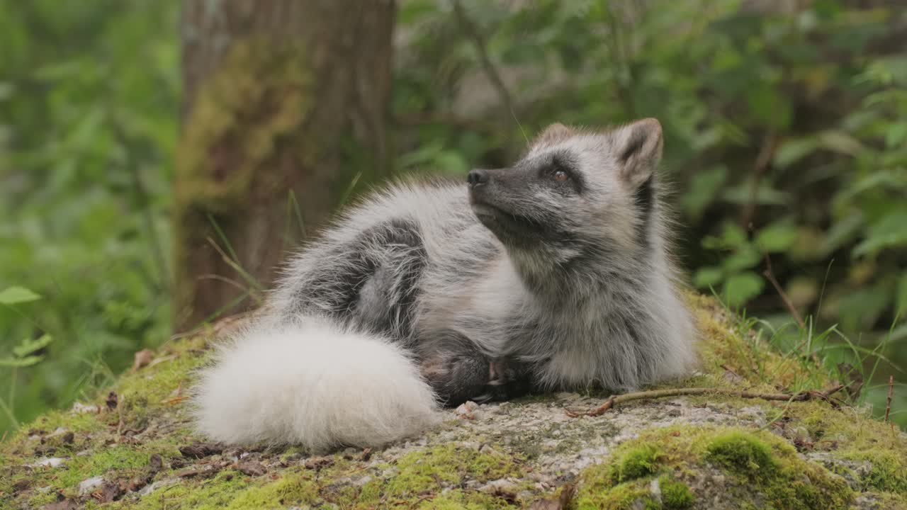 арктическая лиса (vulpes lagopus), также известная как белая лиса, полярная лиса или снежная лиса, обитает в арктических регионах северного полушария и распространена по всей арктической тундре.