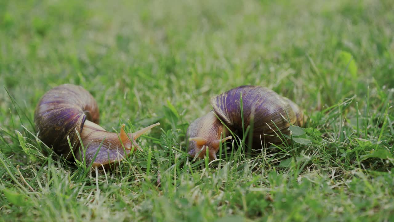 Big snails on a green grass. Shellfish. Snails Achatina fulica by closeup.