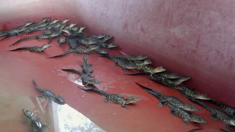 baby salt water crocodiles in enclosure at crocodile farm in mexico