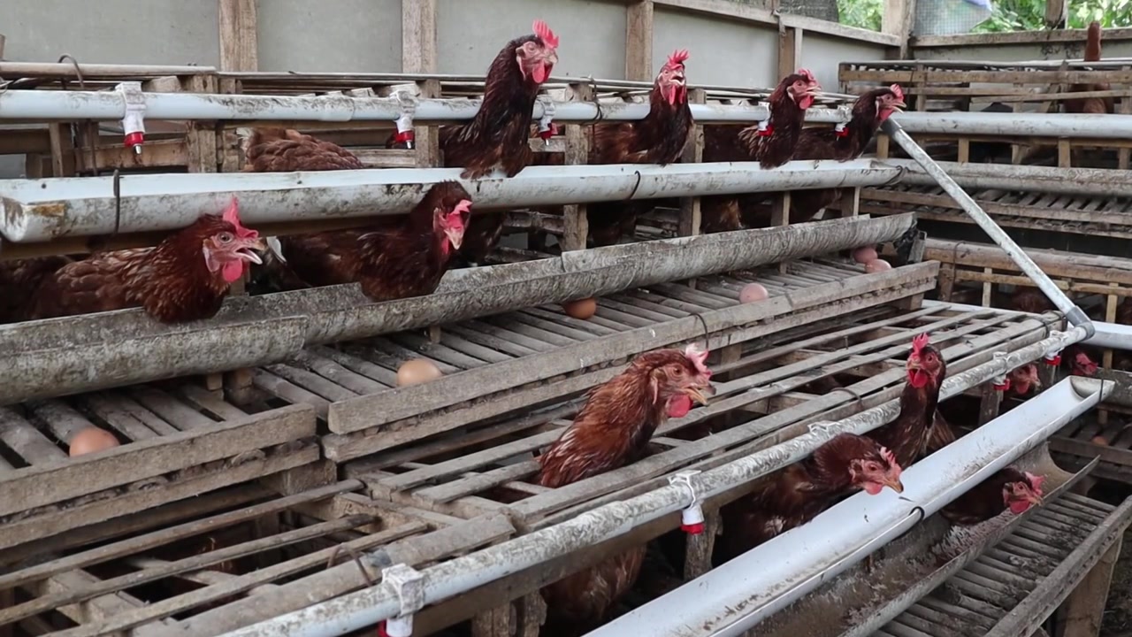 Allevamento avicolo organizzato con gabbie a più livelli che ospitano galline ovaiole, dove le uova rotolano su piattaforme di raccolta in un ambiente controllato.