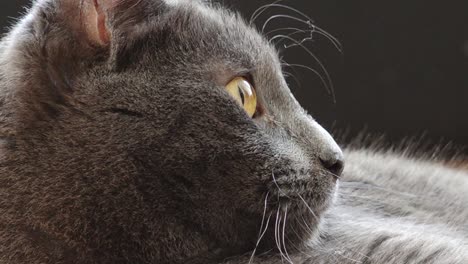 el gato azul ruso mira al medio maravillosamente