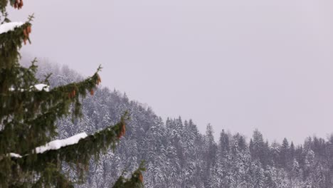 Dichter-Wald-Mit-Nadelbäumen,-Die-Im-Winter-Auf-Dem-Berg-Mit-Schnee-Bedeckt-Sind