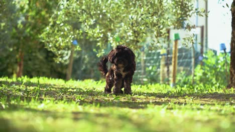 un perrito bebé está jugando y mordisqueando en un jardín soleado con hierba verde y árboles