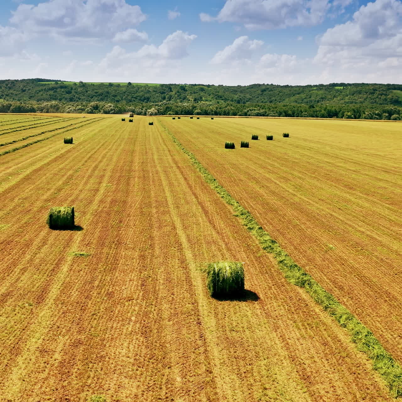 Field with round bales in summer day. Green grass pressed in a stack on natural background in a sunny day. Motion camera back.
