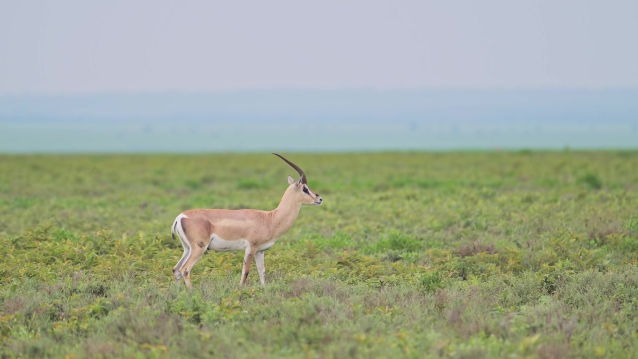 Gazelle de Grant en promenade dans le Parc National du Serengeti, en Tanzanie, durant un safari faunique africain.
