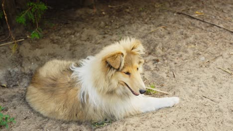 lonely lassie dog laying on sandy ground, motion forward view