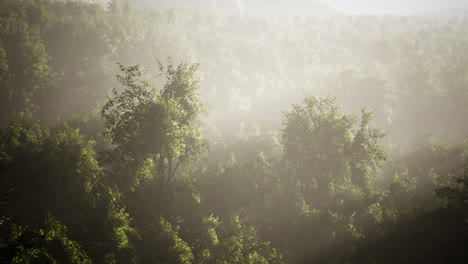 morning-fog-in-dense-tropical-rainforest