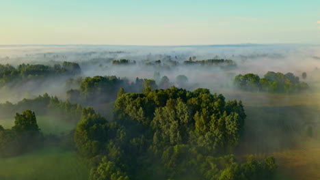 drone aerial pan of pine tree forest bushland fields canopy covered by early morning haze mist fog low clouds environment nature woodlands outdoors rural suburbs valley