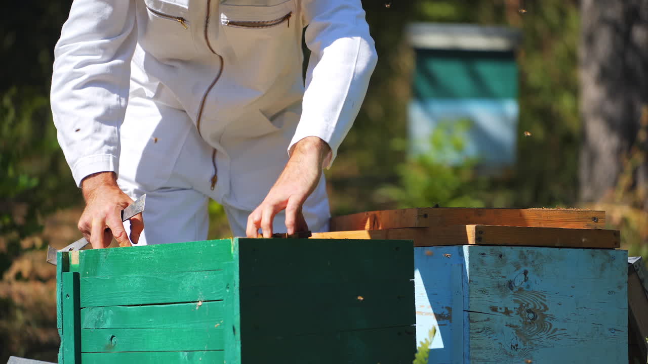 Bee master working on apiary. Beekeeper putting few frames into the wooden beehive. Bees flying over the hives. Apiculture process in summer.