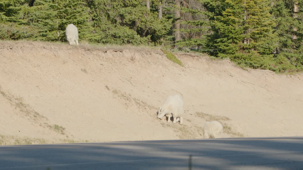 Three mountain goats next to deserted road on sunny day.