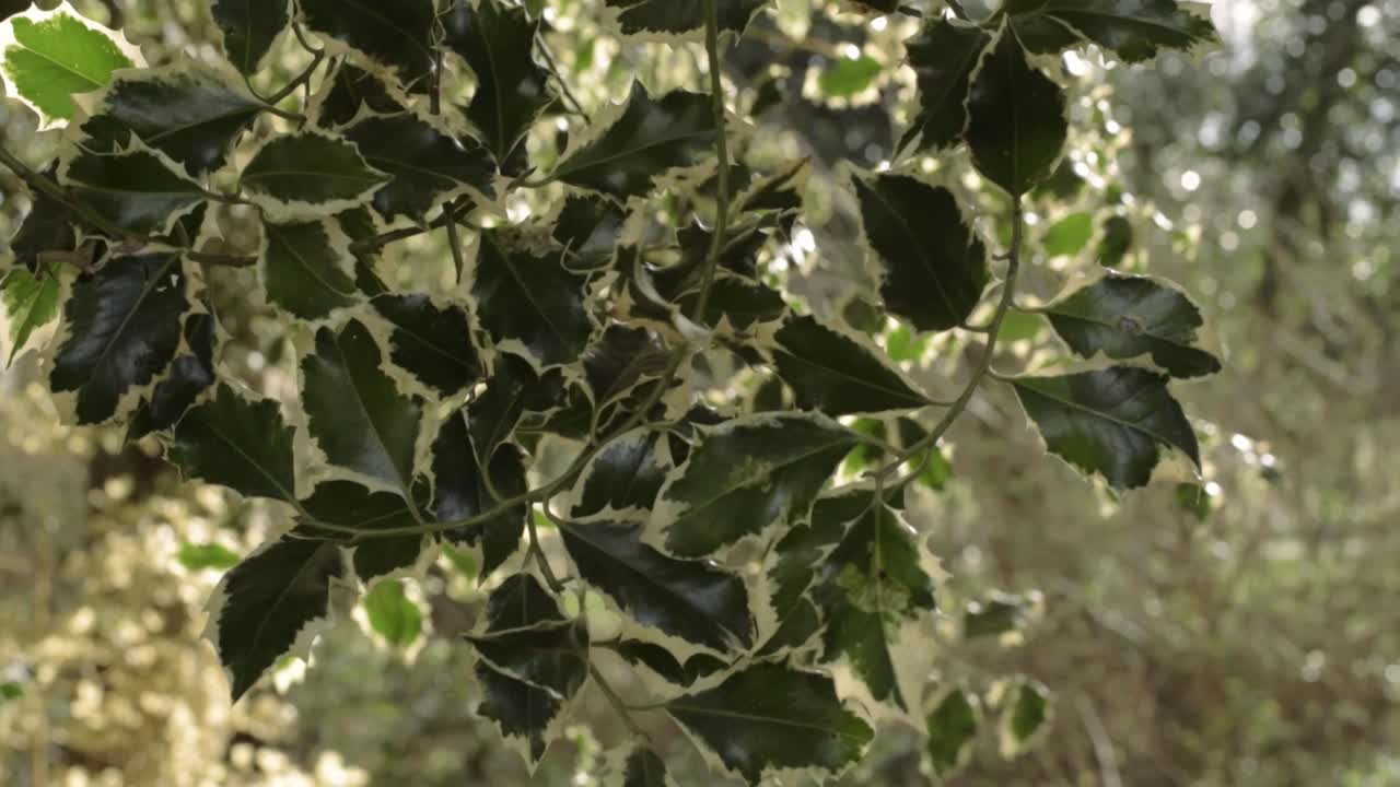 Holly leaves in woodland close up tilting shot