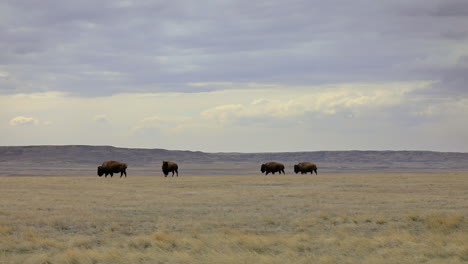 american bison walking and grazing in the field, long lens medium shot