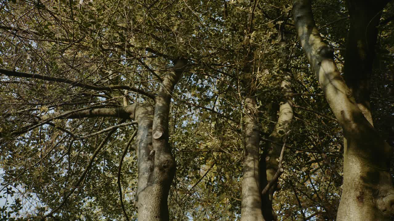 Looking Up at Tall Trees in a Forest