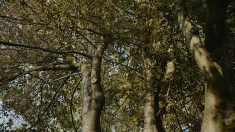 mirando hacia arriba a los árboles altos en un bosque