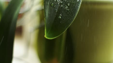 Streue-Etwas-Wasser-Auf-Ein-Blatt-12