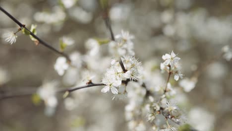 Weiße-Blumen-Auf-Einem-Baum,-Der-Aus-Nächster-Nähe-Blüht